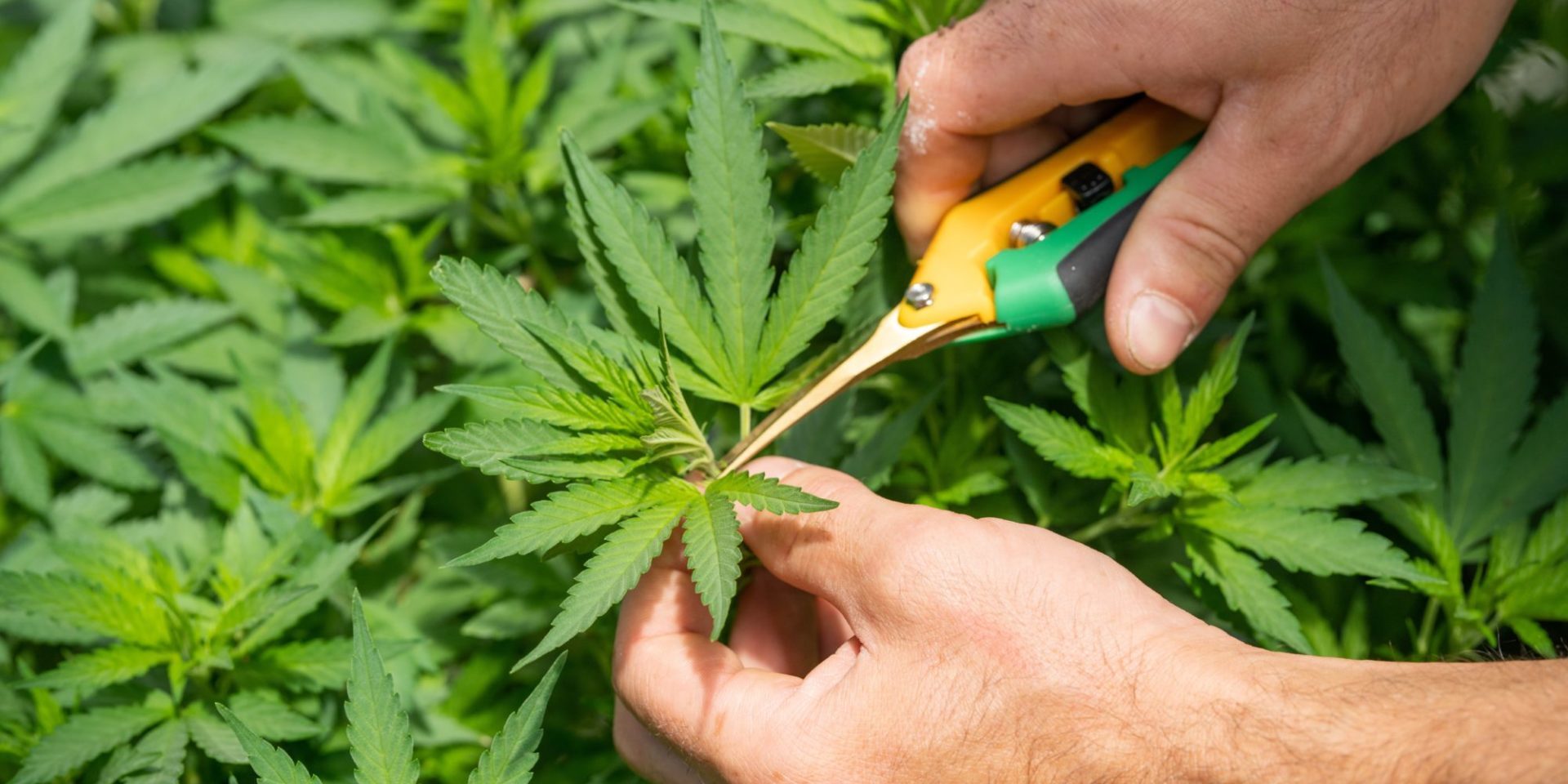 crystalweed-cannabis-uIfWqKSiHBE-unsplash