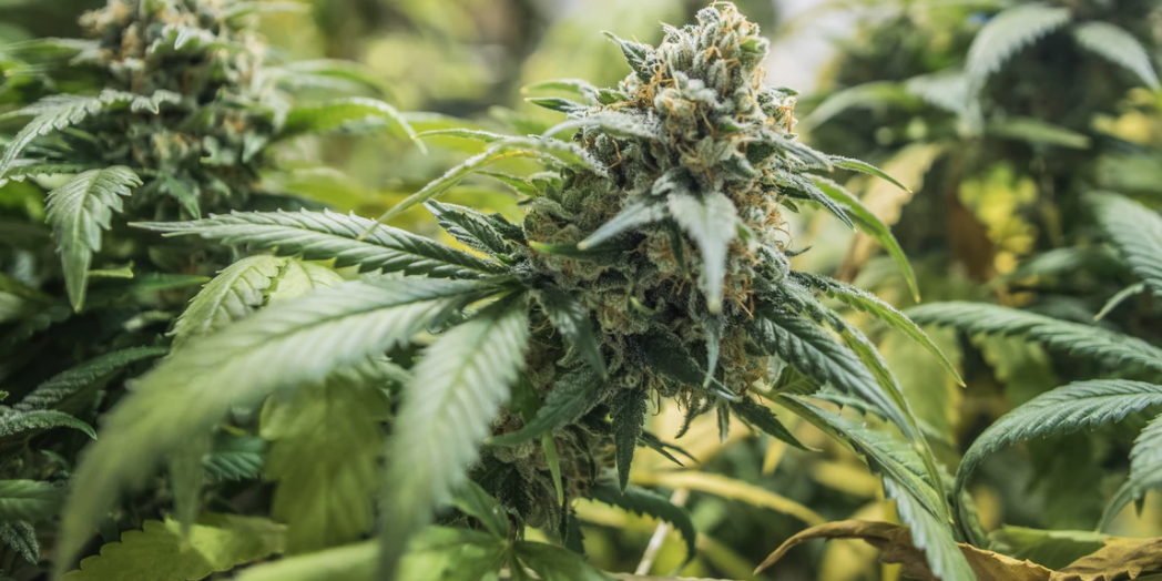 Screenshot 2021-04-26 at 13.09.36