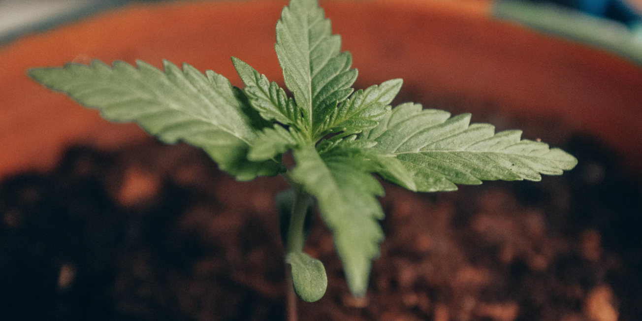 Screenshot 2021-05-04 at 12.03.40