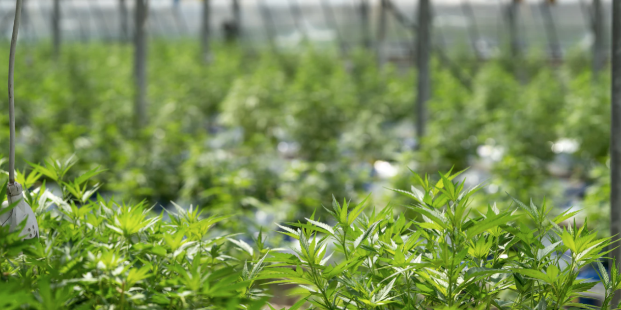 Screenshot 2021-07-21 at 15.16.58