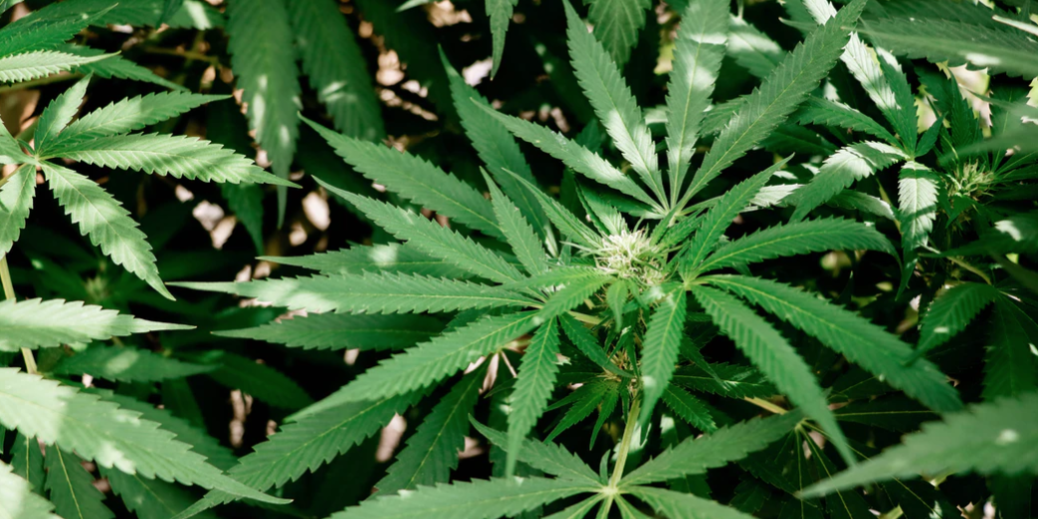 Screenshot 2021-08-10 at 14.22.37