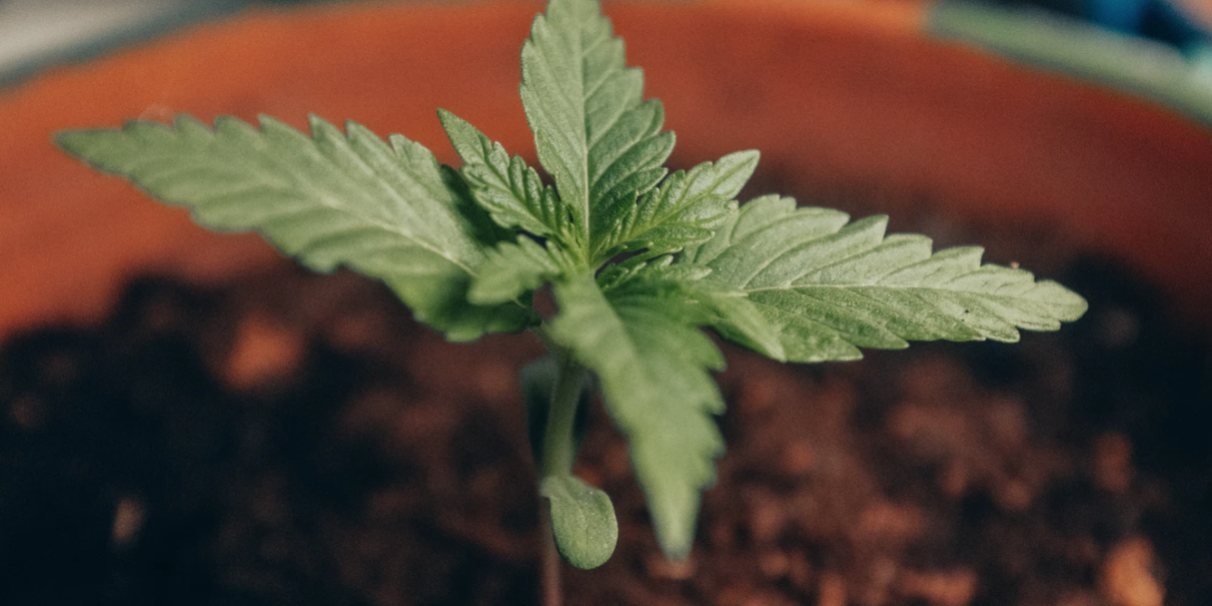 Screenshot 2021-08-18 at 12.10.29