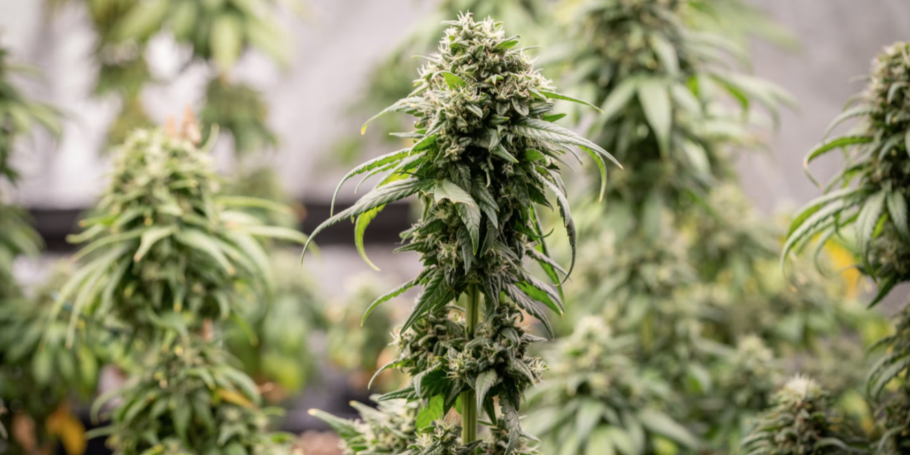 Screenshot 2022-01-13 at 13.40.35